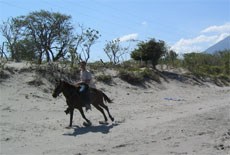 Read More About Horseback-Riding