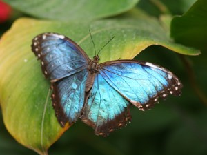 blue morpho