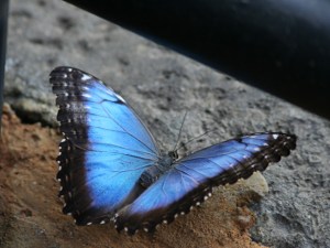 blue  morpho