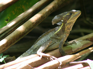 Basilisk, Manzanillo Reservat