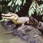 American Crocodile, Cano Negro