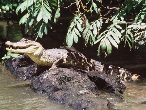 Spitzkrokodil, Cano Negro