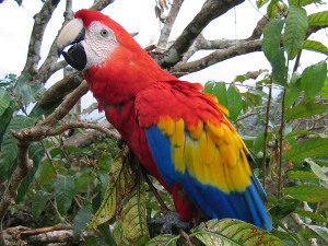 scarlet macaw