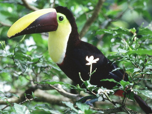 chestnut mandibled toucan