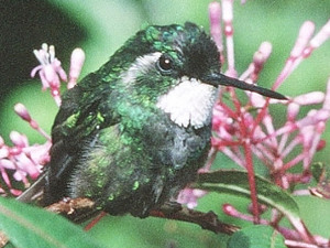hummingbird