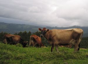 cows in costa rica