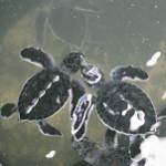 green turtle babies