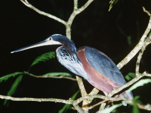 tiger heron