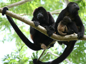 howler monkeys
