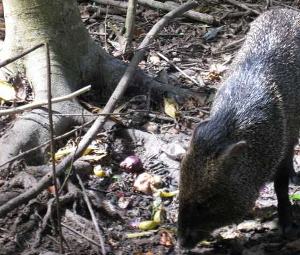 peccary