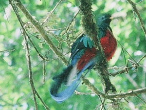 resplendent quetzal