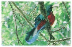 quetzal