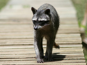racoon