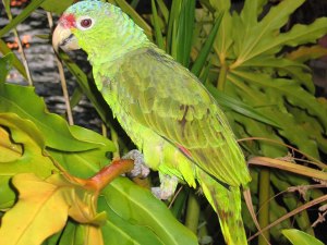 red lored parrot