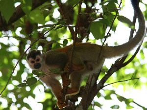  squirrel monkey - titi