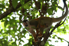 squirrel monkey