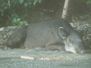 sleeping tapir