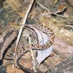 terciopelo - fer de lance