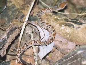 terciopelo - fer de lance