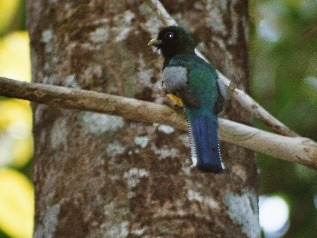 trogon