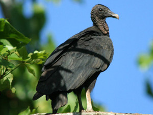 black vulture