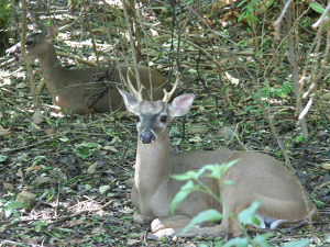 white-tailed deer