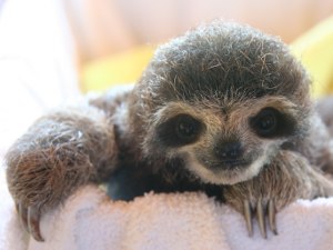 baby sloth