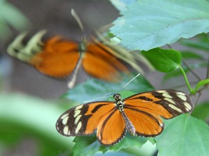 butterfly: eurides isabella