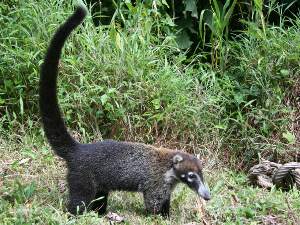  coati - pizote