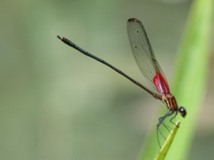 dragonfly