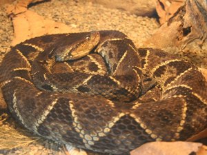 Terciopelo-Lanzenotter