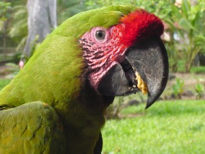 great green macaw
