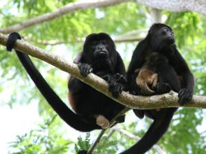 howler monkeys
