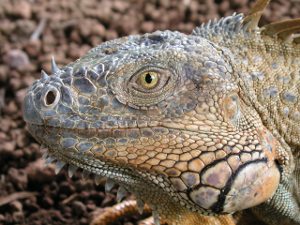 iguana, tortuguero