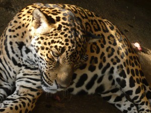 jaguar