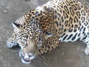jaguar