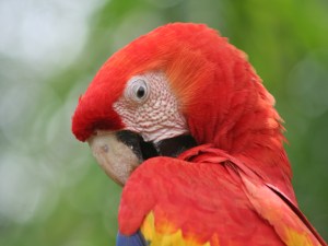 lapa roja parrot
