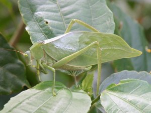 a leaf or an insect?