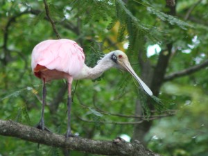Roseate Spoonbill
