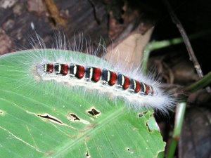 centripede, tortuguero