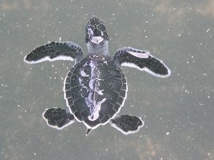 young sea turtle