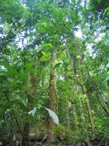 Secondary Rainforest, Corcovado