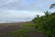 turtle beach, tortuguero