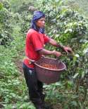 coffee harvest