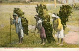 postcard: talamanca indians