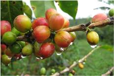 coffee cherries