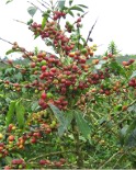 coffee tree